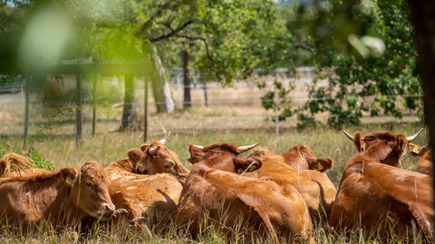 Eine braune Rinderherde